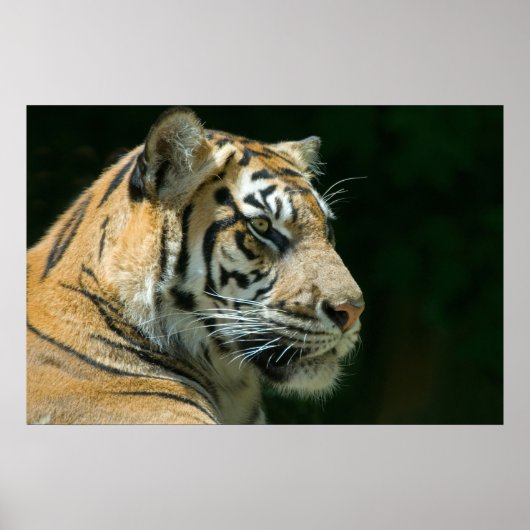 Poster Sumatran Tiger (Devant)