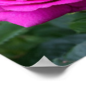 Poster Summer Bloom (Coin)