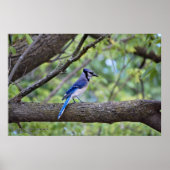 Poster Summer Blue Jay (Devant)