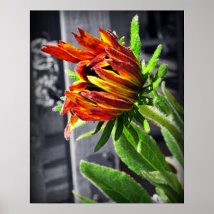 Poster Summer Flower