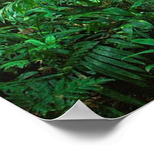 Poster Sun Conures (Coin)