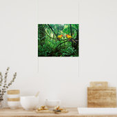 Poster Sun Conures (Cuisine)