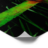 Poster Sun Conures (Coin)