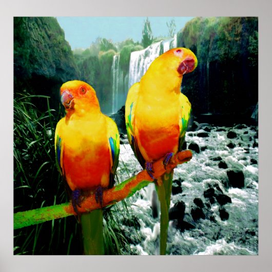 Poster Sun Conures (Devant)