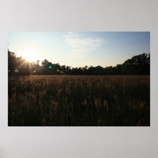 Poster Sun Over Field #4156 (Devant)