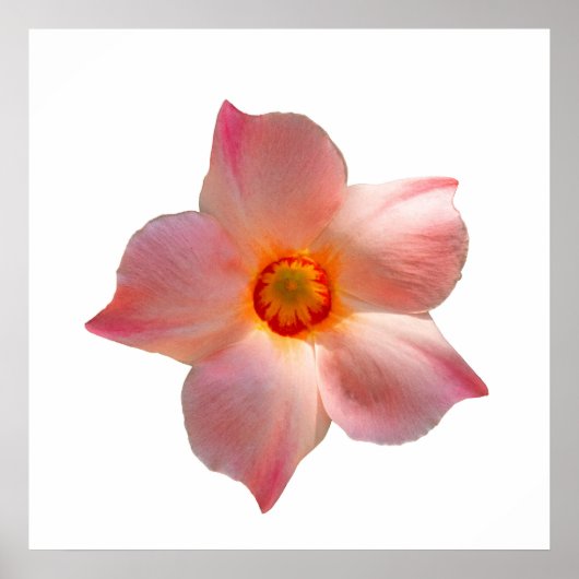 Poster Sun Parasol Mandevilla (Devant)