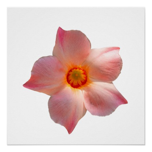 Poster Sun Parasol Mandevilla (Devant)