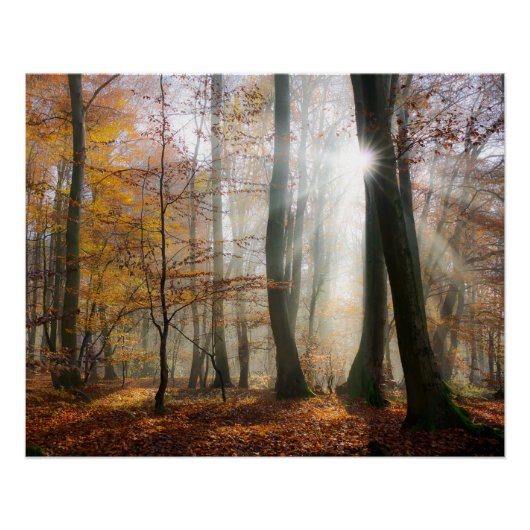 Poster Sun Rays Mystic Misty Forest, Photo (Devant)