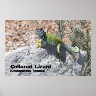Poster Sun Worship Colorée Collared Lizard Photo