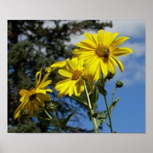 Poster sunfleernbumblebee
