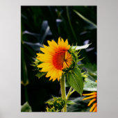 Poster Sunflower (Devant)