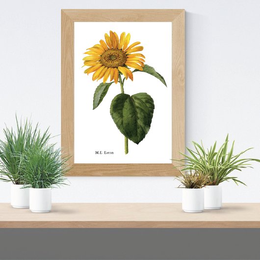 Poster Sunflower Botanical Mary Eaton