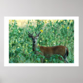 Poster Sunflower Buck (Devant)