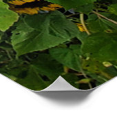 Poster Sunflower et Morning Glory Photographie Ajouter un (Coin)