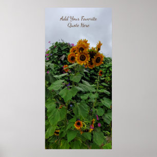 Poster Sunflower et Morning Glory Photographie Ajouter un