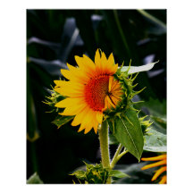 Sunflower éveillée