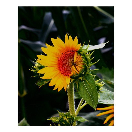 Poster Sunflower éveillée (Devant)