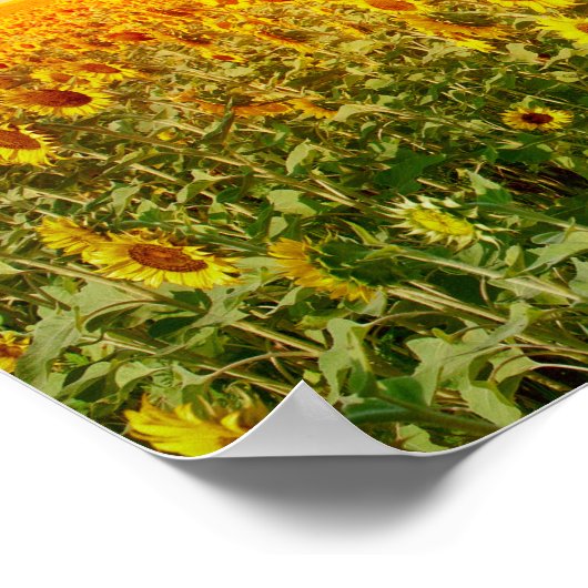 Poster Sunflower Field (Coin)
