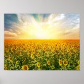 Poster Sunflower Field (Devant)