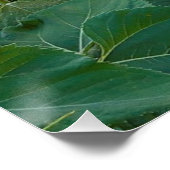 Poster Sunflower Field à Longmont, Colorado (Coin)