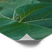 Poster Sunflower Field à Longmont, Colorado (Coin)