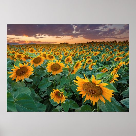 Poster Sunflower Field à Longmont, Colorado (Devant)