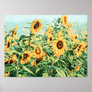 Poster Sunflower Field Jaune Turquoise Jardin Floral Art