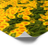 Poster Sunflower Galore (Coin)
