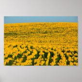 Poster Sunflower Galore (Devant)