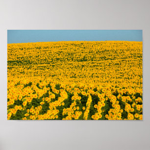 Poster Sunflower Galore