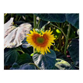 Poster Sunflower Heart Fleur d'été tardive
