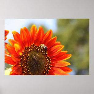 Poster Sunflower Love 1