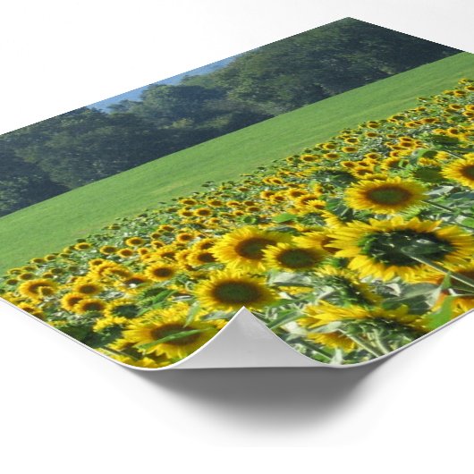 Poster Sunflower Mob (Coin)
