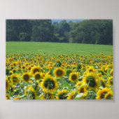Poster Sunflower Mob (Devant)