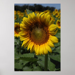 Poster Sunflower Series 09