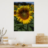 Poster Sunflower Series 09 (Cuisine)