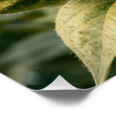 Poster Sunflower Sneezing into a Tissue (Coin)