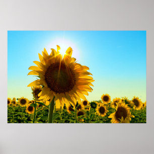 Poster Sunflower Sun Star