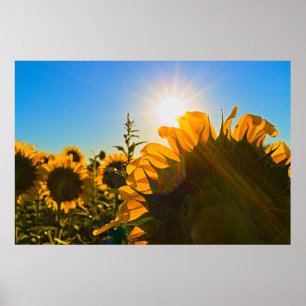 Poster Sunflower Sunstar