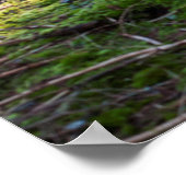 Poster Sunfonctionnaires dans la Forêt Noire (Coin)