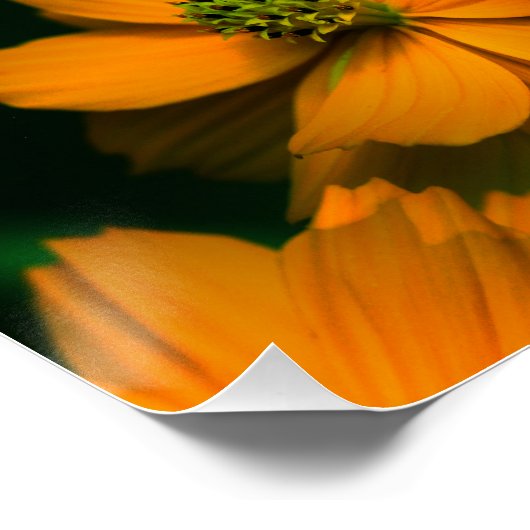 Poster Sunlight Love... (Coin)