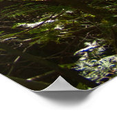 Poster Sunlight Through the Forest Canopy (Coin)