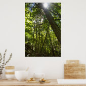 Poster Sunlight Through the Forest Canopy (Cuisine)