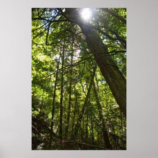 Poster Sunlight Through the Forest Canopy (Devant)
