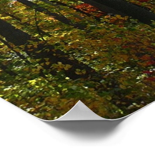 Poster Sunlit Fall Forest Paysage d'automne (Coin)