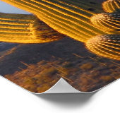 Poster Sunlit Saguaro Cactus (Coin)