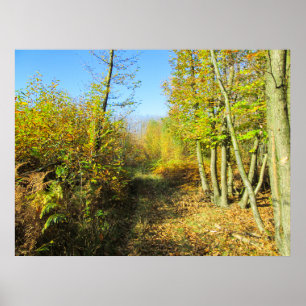 Poster Sunlit Woods en automne - Personnalisé