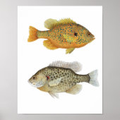 Poster Sunnies (Devant)