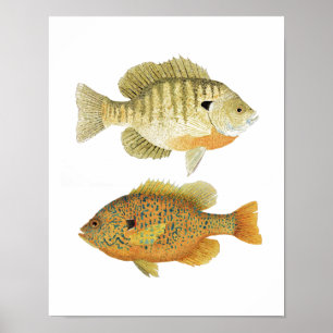 Poster Sunnies - Bluegill & Pumpkinseed