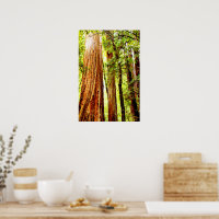 Poster Sunny Redwood Trees (brillant)